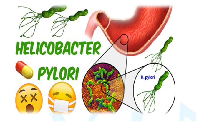 Clarithromycin là loại thuốc gì và tác dụng của nó trong đơn thuốc dạ dày?
