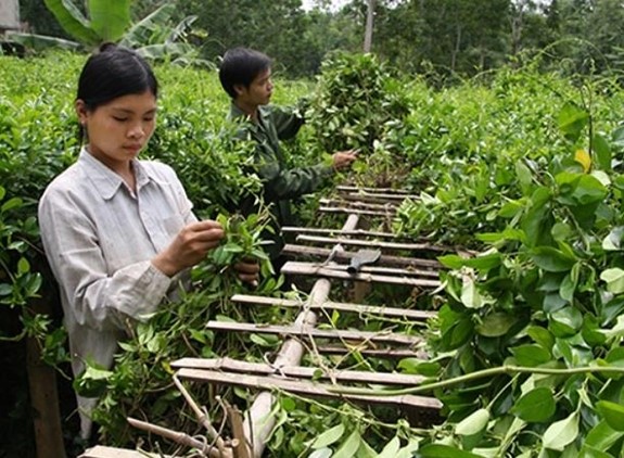 Có những phương pháp nghiên cứu nào để hiểu rõ hơn về bệnh tiểu đường?
