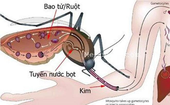 Những biện pháp cần thiết phải có khi người lớn bị sốt xuất huyết là gì?