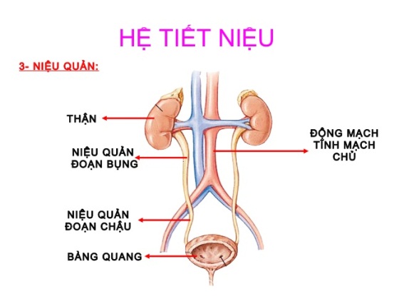 Tại sao nam giới dễ mắc nhiễm trùng đường tiết niệu hơn phụ nữ?
