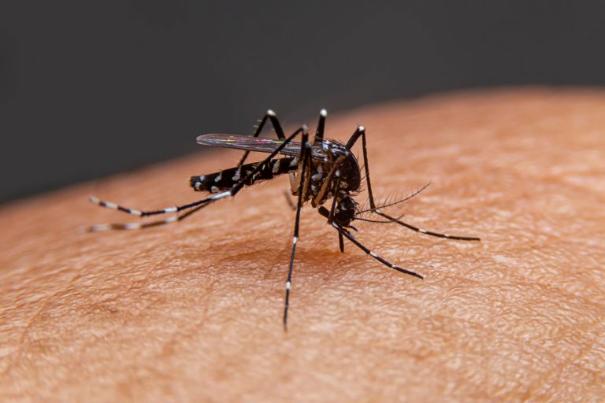 When does the season of dengue fever usually occur in Vietnam?