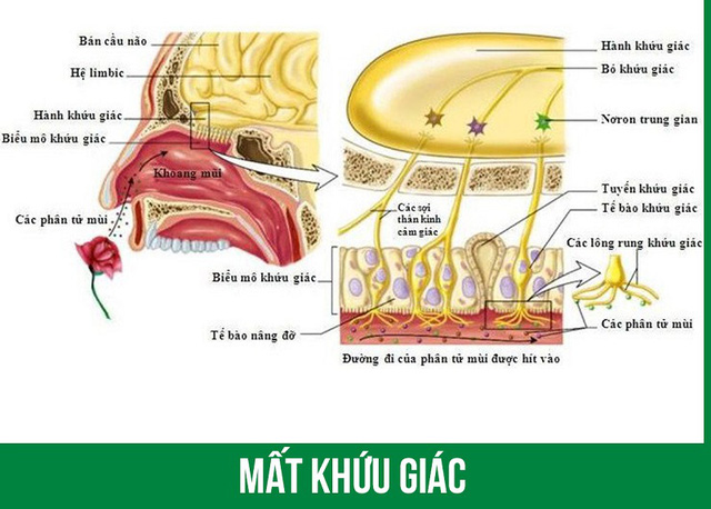 Rối loạn vị giác có liên quan đến các bệnh lý khác không?
